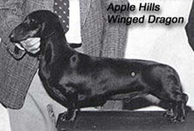 Apple Hills Winged Dragon