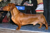 Даксхаунд Лэнд Сеймур Джоли Роджер / Dachshund Land Seymur Jolly Roger