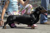 Даксхаунд Лэнд Сегун Вар Лорд / Dachshund Land Shogun War Lord