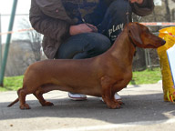 Даксхаунд Лэнд Валенсия / Dachshund Land Valencia