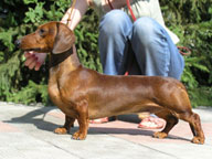 Даксхаунд Лэнд Вортекс / Dachshund Land Vortex