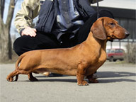 Даксхаунд Лэнд Вояджэр / Dachshund Land Voyager